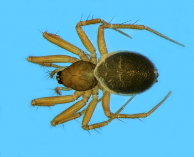 Piniphantes cirratus female 20131204170702-3071b639-me.jpg