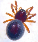 Gattung Ceratinella Fam. Linyphiidae