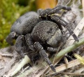 Bild 1: Eresus kollari, Weibchen