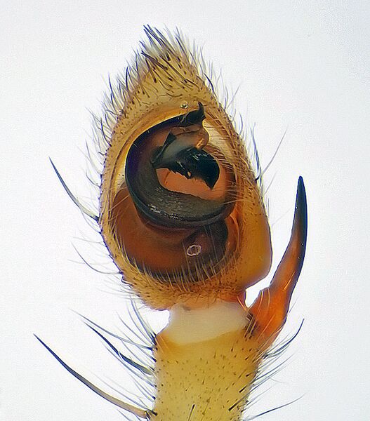 Datei:Micrommata-virescens-b.jpg