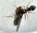 dorsal mit Beute