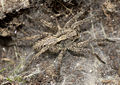 Accentuata-cf BFrankenh 07-04 01.jpg