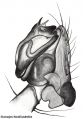 Pedipalpus