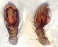 Pedipalpus