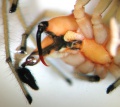 Pedipalpus und „Giftzahn”