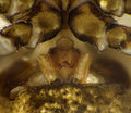 Epigyne posterior