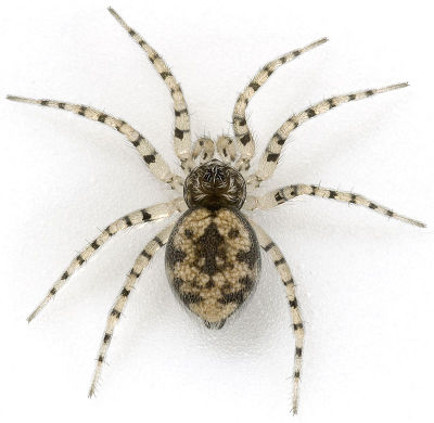 Oecobius-spec Ungarn-Buda 09-05 01.jpg