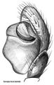 Pedipalpus retrolateral