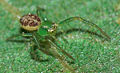 Jungtier, ca. 2 mm