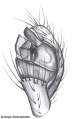 Pedipalpus