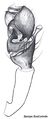 Pedipalpus