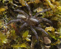 Arctosa-lutetiana Reinstaedt 14-03 01-male.jpg