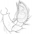 Pedipalpus