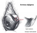 Pedipalpus u. Tegularapophyse
