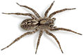 Accentuata Schwellenburg 08-03 01.jpg