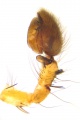 Pedipalpus