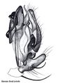Pedipalpus