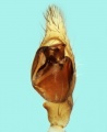 Leptodrassex simoni male 20170921120617-27e4896b-me.jpg