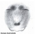 Epigyne