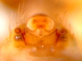 Epigyne posterior