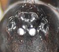 Weibchen, Augen frontal