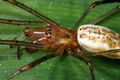 Tetragnatha montana f (3).JPG