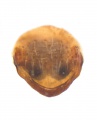 Epigyne ventral
