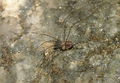 Mitostoma chrysomelas Huber.JPG