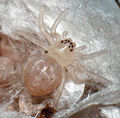 Spiderling