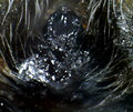 Epigyne