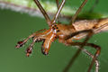 frontal