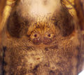 Epigyne