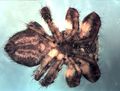 ventral