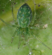 Nigma walckenaeri Fam. Dictynidae