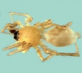 Leptodrassex simoni male 20170921120615-5c314520-me.jpg