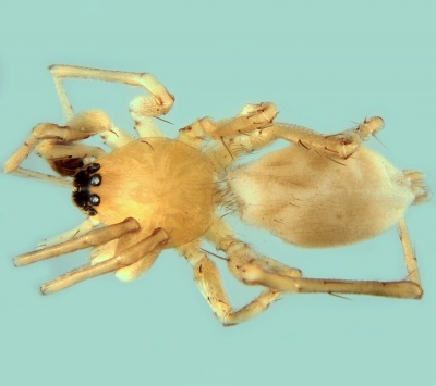 Leptodrassex simoni male 20170921120615-5c314520-me.jpg