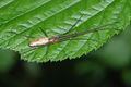 Tetragnatha montana f1.JPG