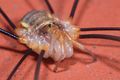 Opilio canestrinii m2.JPG