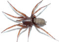 Sosticus loricatus - Weibchen - 26.06.14 Altmannsgrün