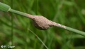 Agroeca brunnea 4 1024.jpg