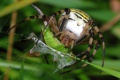 Weibchen mit Schwertschrecke