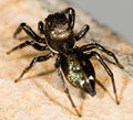 Heliophanus aeneus Männchen
