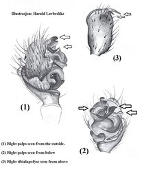 Diplocephalus latifrons male kjennetegn HLovbrekke.jpg