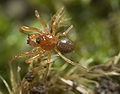 Gonatium-rubens Saalborn 09-07 02.jpg