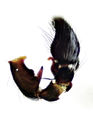 Pedipalpus