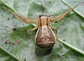 2. X. ulmi