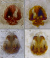 Vergleich Epigyne u. Vulva von A. cuprea und A. proxima