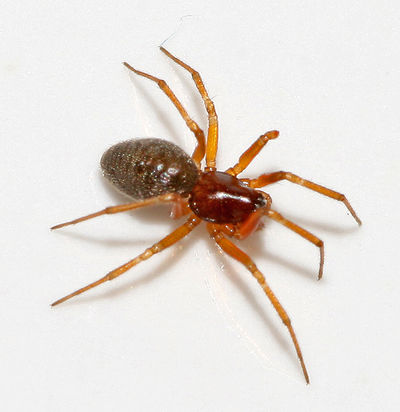 H graminicola-female.jpg