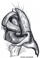 Pedipalpus
