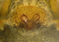 Epigyne